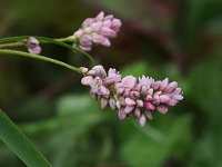 Pennsylvania Smartweed